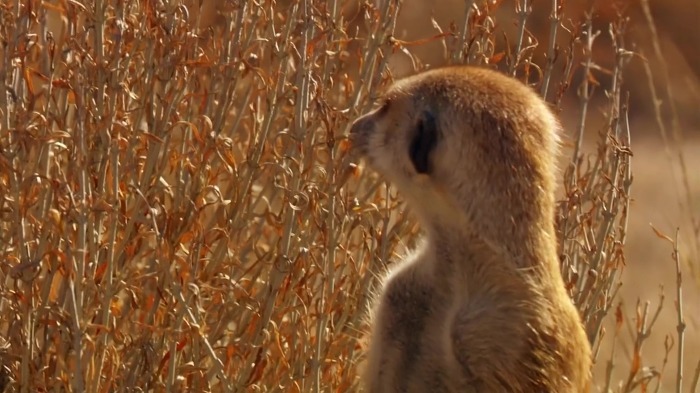 똑똑한 까마귀가 미어캣과 사는 법.jpg | 인스티즈