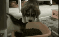 냥아치.gif | 인스티즈