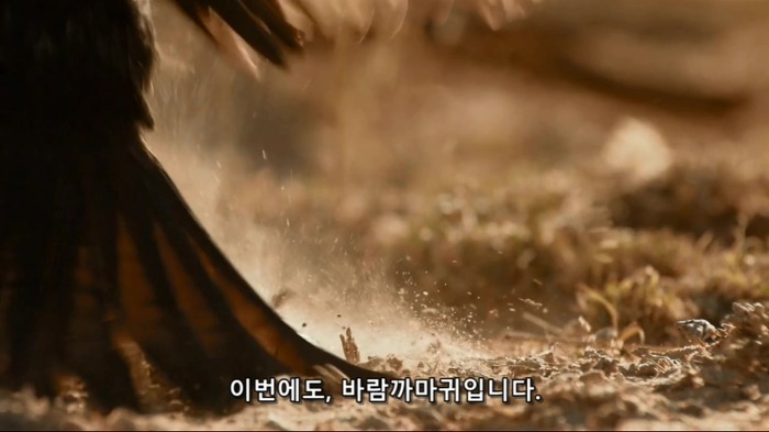 똑똑한 까마귀가 미어캣과 사는 법.jpg | 인스티즈