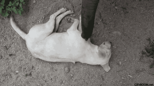 아기코끼리와 강아지 | 인스티즈