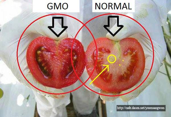 GMO 토마토 구별하는 방법 | 인스티즈