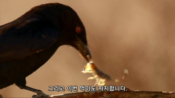 똑똑한 까마귀가 미어캣과 사는 법.jpg | 인스티즈