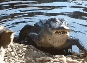 냥아지 묘성 수준.gif | 인스티즈