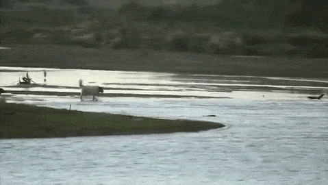 악어의 무서움 ㄷㄷ | 인스티즈
