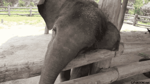 아기코끼리와 강아지 | 인스티즈