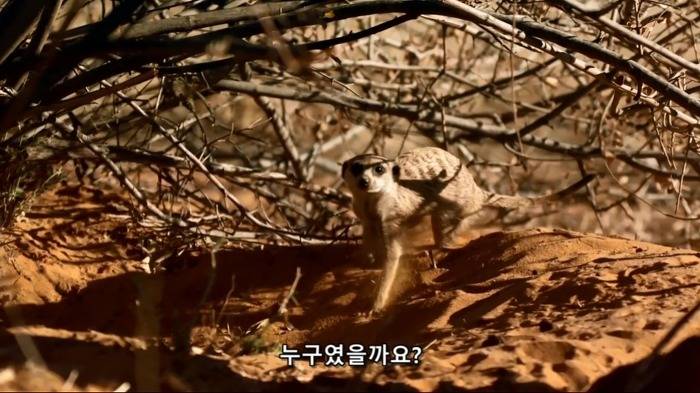 똑똑한 까마귀가 미어캣과 사는 법.jpg | 인스티즈