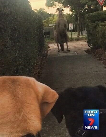 캥거루는 니가 생각하는것만큼 귀여운 동물이 아니야 | 인스티즈