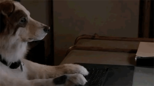 고양이들은 싸가지도 없고 별루다 | 인스티즈