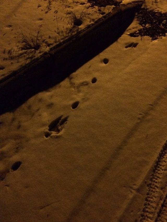 내 이상해씨는 저런걸 상대할 수 없음..(feat.멧돼지) | 인스티즈