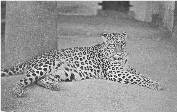 1970년대까지 남한에 생존하고 있었던 맹수 | 인스티즈