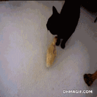 귀여운 녀석들 | 인스티즈