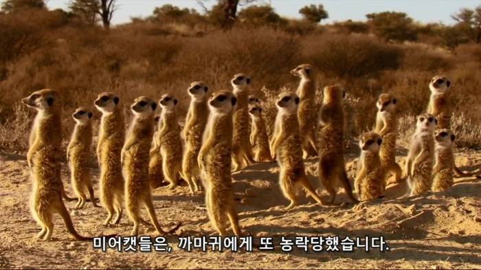 똑똑한 까마귀가 미어캣과 사는 법.jpg | 인스티즈