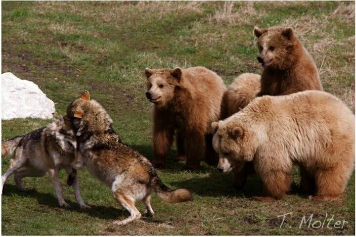 늑대싸움 구경하는 애기 곰들.jpg | 인스티즈