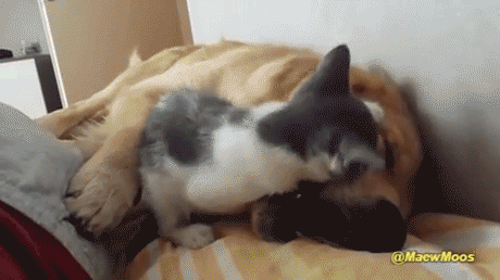 개한테 덤비는 고양이.gif | 인스티즈