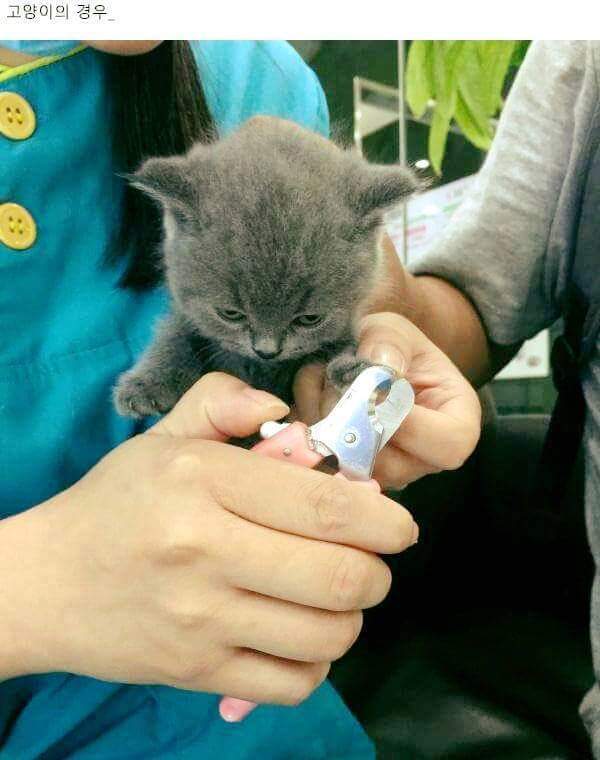 강아지와 고양이의 손톱깎을때 차이 | 인스티즈