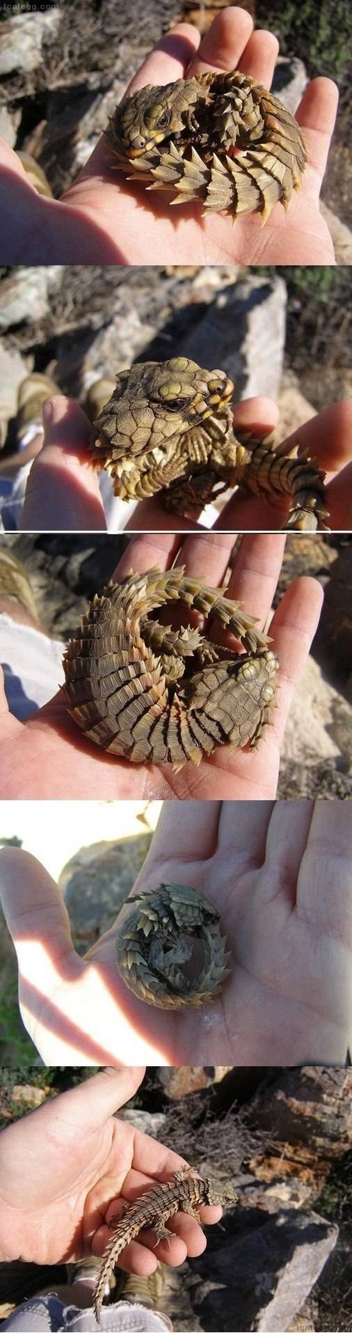 살아 있는 용 | 인스티즈