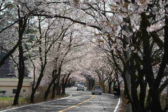 여자친구와 함께 떠나는 국내 최고의 벚꽃드라이브코스 | 인스티즈