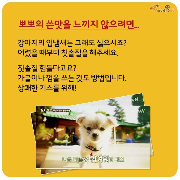 강아지가 뽀뽀 하는이유 | 인스티즈