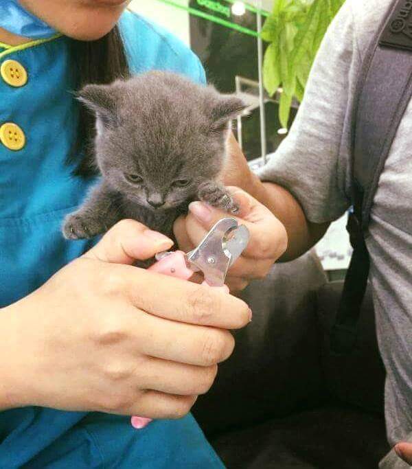 강아지와 고양이의 손톱깎을때 차이 | 인스티즈