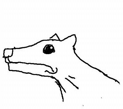 강아지들 가려울때 짓는 표정 | 인스티즈