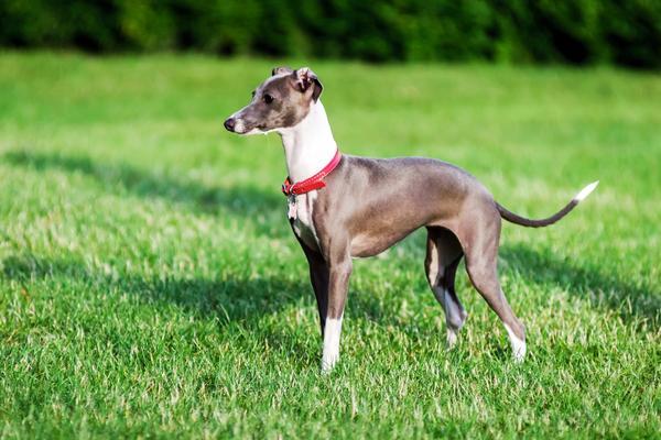 얼굴이 세모난 강아지 이탈리안 그레이하운드 | 인스티즈