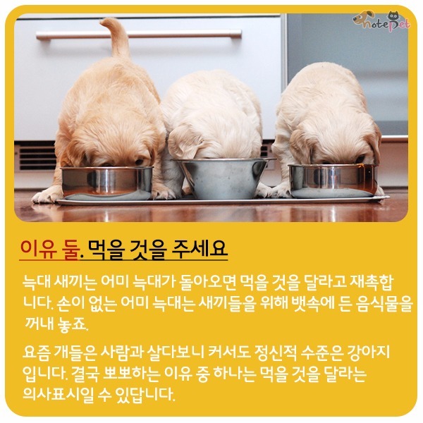 강아지가 뽀뽀 하는이유 | 인스티즈