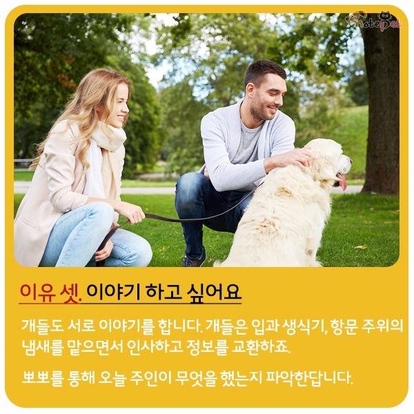 강아지가 뽀뽀 하는이유 | 인스티즈