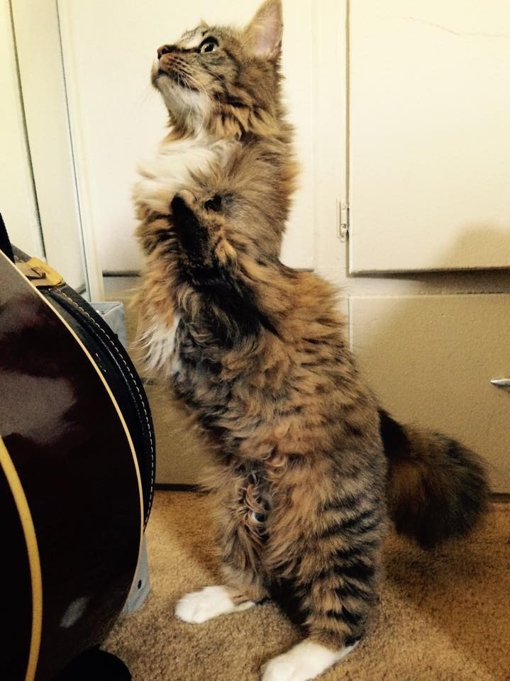 다리가 두 개인 고양이 팬케이크의 성장사진 | 인스티즈