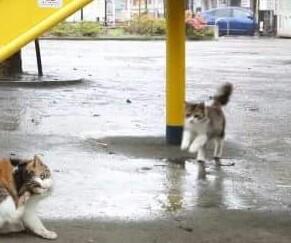 ~(｀ω´) 비 시러시러 (｀ω´)~ | 인스티즈