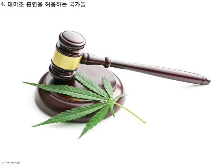 대마초에 관한 7가지 이야기 | 인스티즈