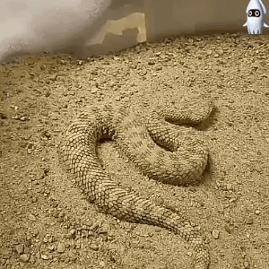모래뱀의 위장술 | 인스티즈
