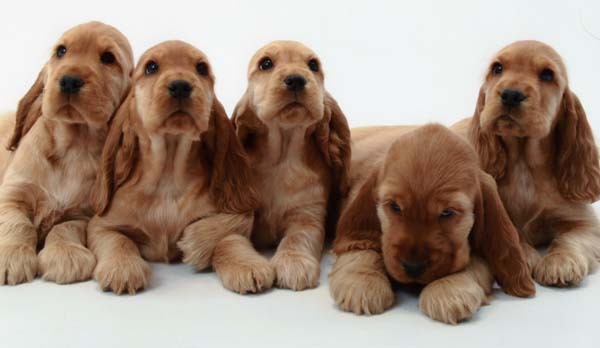 견종 이야기 - 잉글리시 코카 스파니엘 | 인스티즈