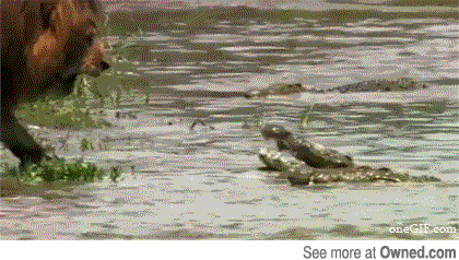 오늘도 당하는 악어.gif | 인스티즈