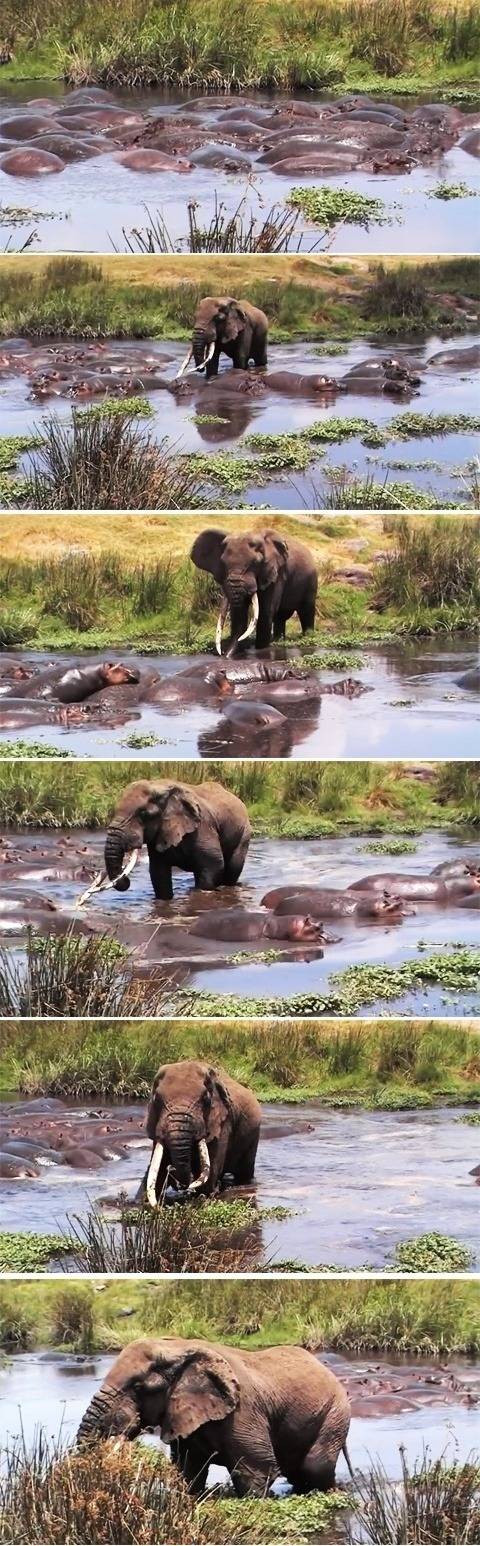 하마 曰 : 악어고 사자고 들어오면 다 뒤지는겨 | 인스티즈