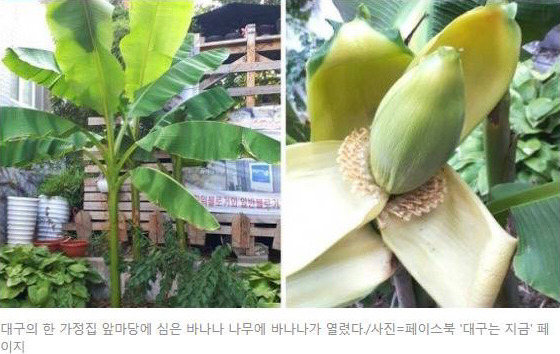 대구 가정집에 열린 바나나 | 인스티즈