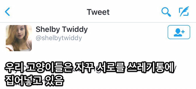 우리 고양이들은 자꾸 서로를 쓰레기통에 집어넣음 | 인스티즈