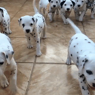 악동들이 다가온다.gif | 인스티즈