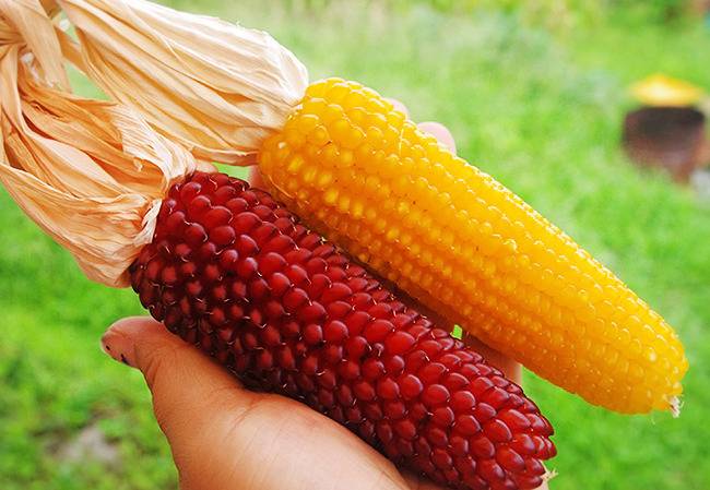 안 유명한데 실제로 먹어보면 되게 맛있다는 우리나라 옥수수 | 인스티즈