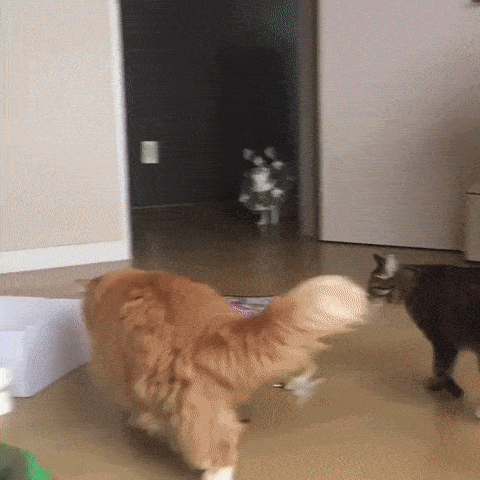 내자리다냥.gif | 인스티즈