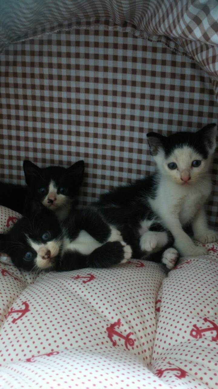 9냥이네 | 인스티즈