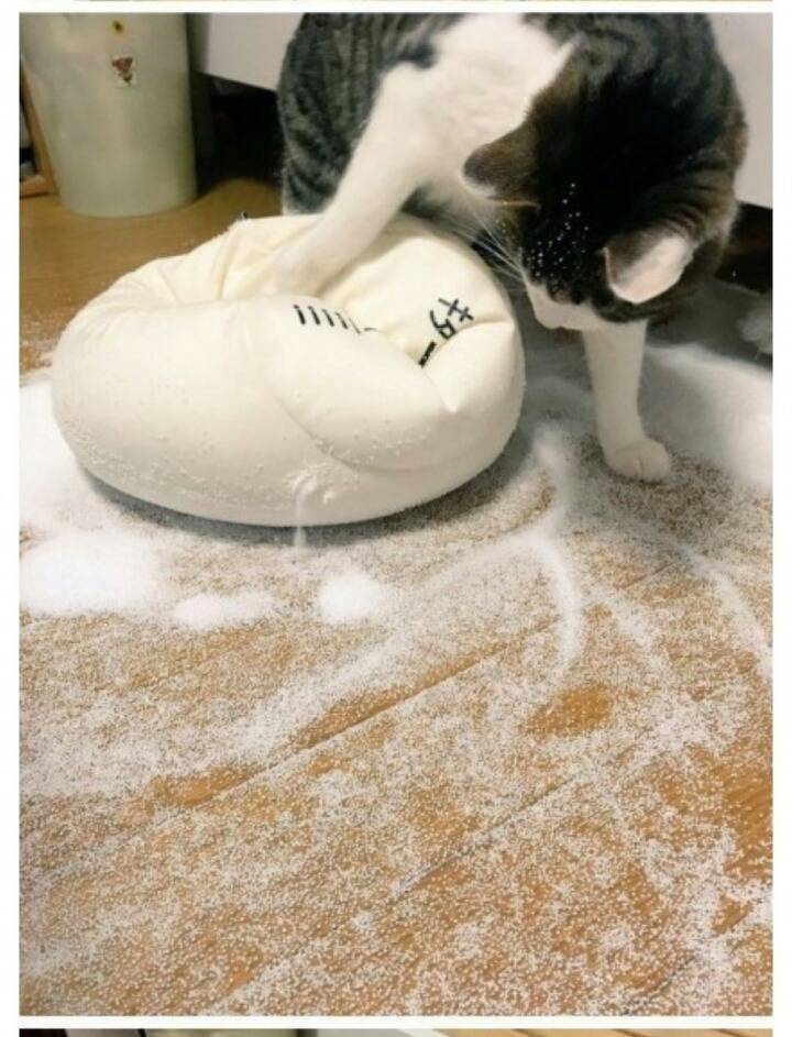 꾹꾹이라 하면 당연히 고냥이부르는거지! | 인스티즈