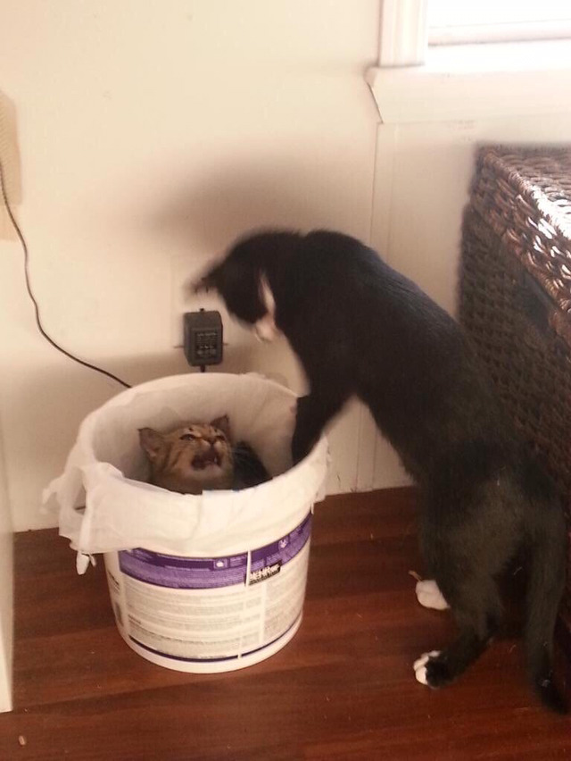 우리 고양이들은 자꾸 서로를 쓰레기통에 집어넣음 | 인스티즈