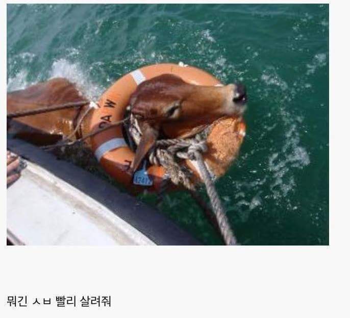 소가 물에 빠지면? | 인스티즈