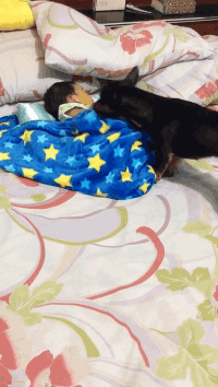 우리가 모르는 강아지의 배려.gif | 인스티즈