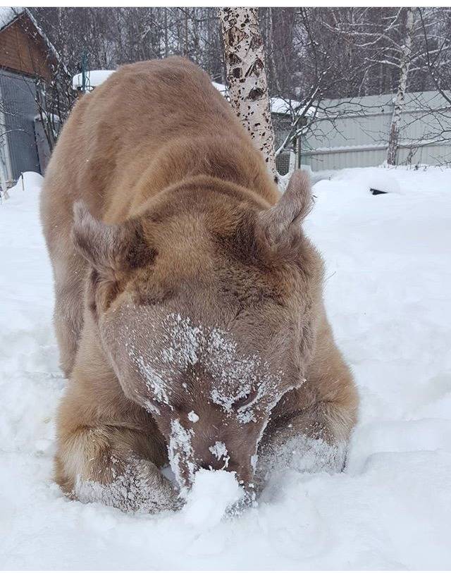 같이 사는 곰 | 인스티즈