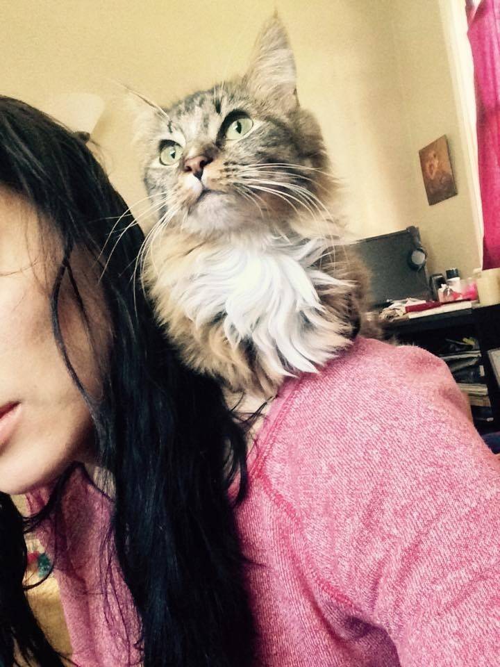 다리가 두 개인 고양이 팬케이크의 성장사진 | 인스티즈