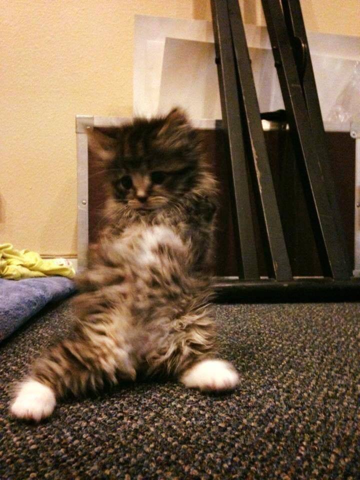 다리가 두 개인 고양이 팬케이크의 성장사진 | 인스티즈