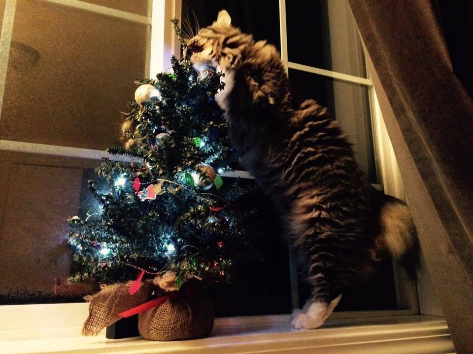 다리가 두 개인 고양이 팬케이크의 성장사진 | 인스티즈