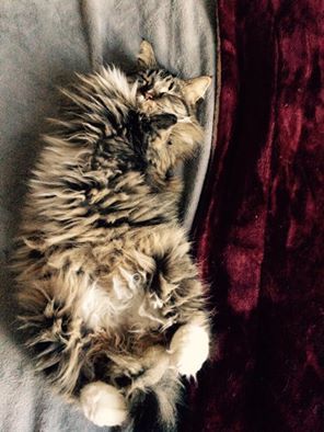 다리가 두 개인 고양이 팬케이크의 성장사진 | 인스티즈