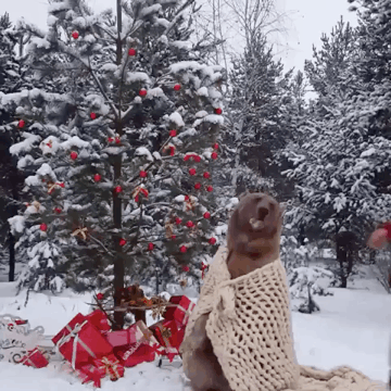 같이 사는 곰 | 인스티즈